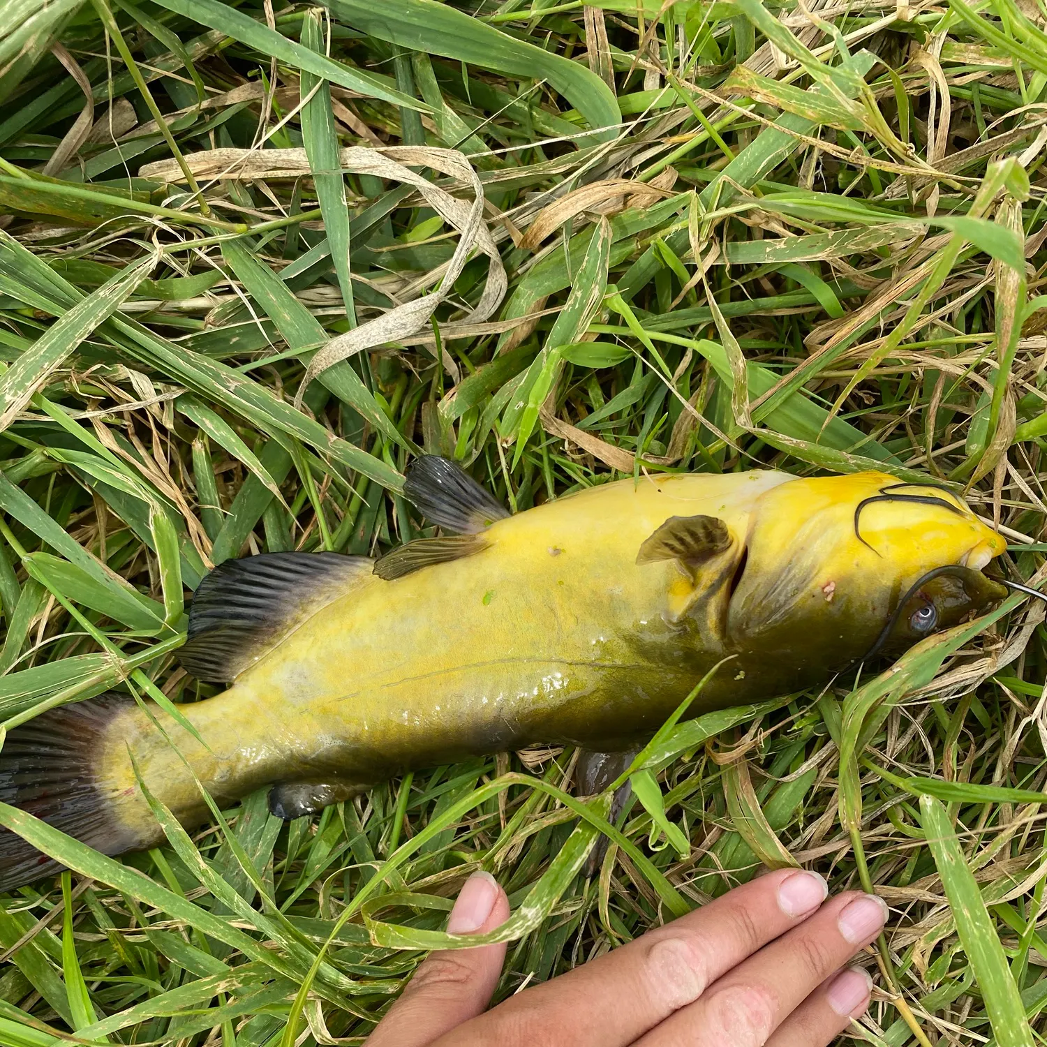 Yellow bullhead caught on Fishbrain
