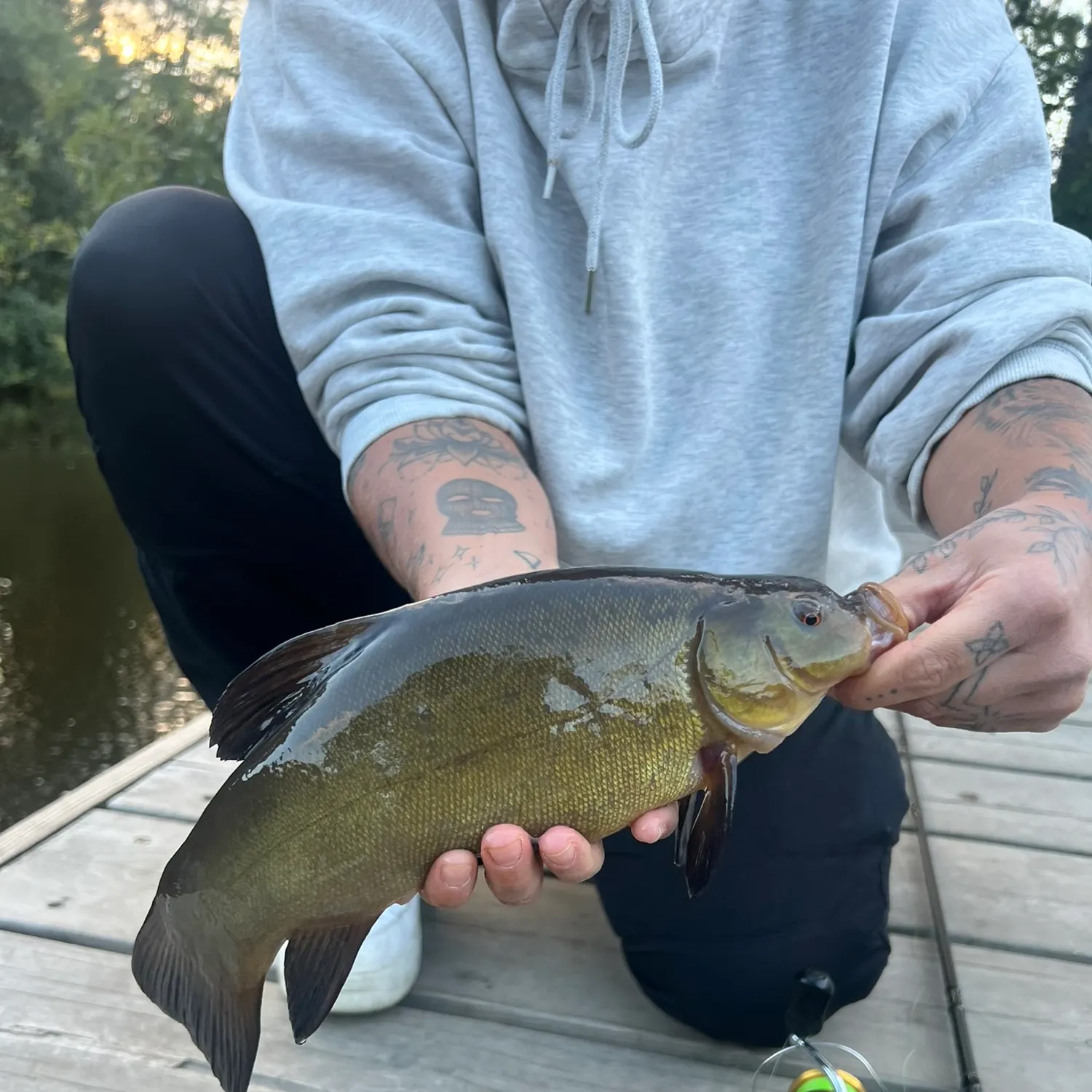 Tench caught on Fishbrain