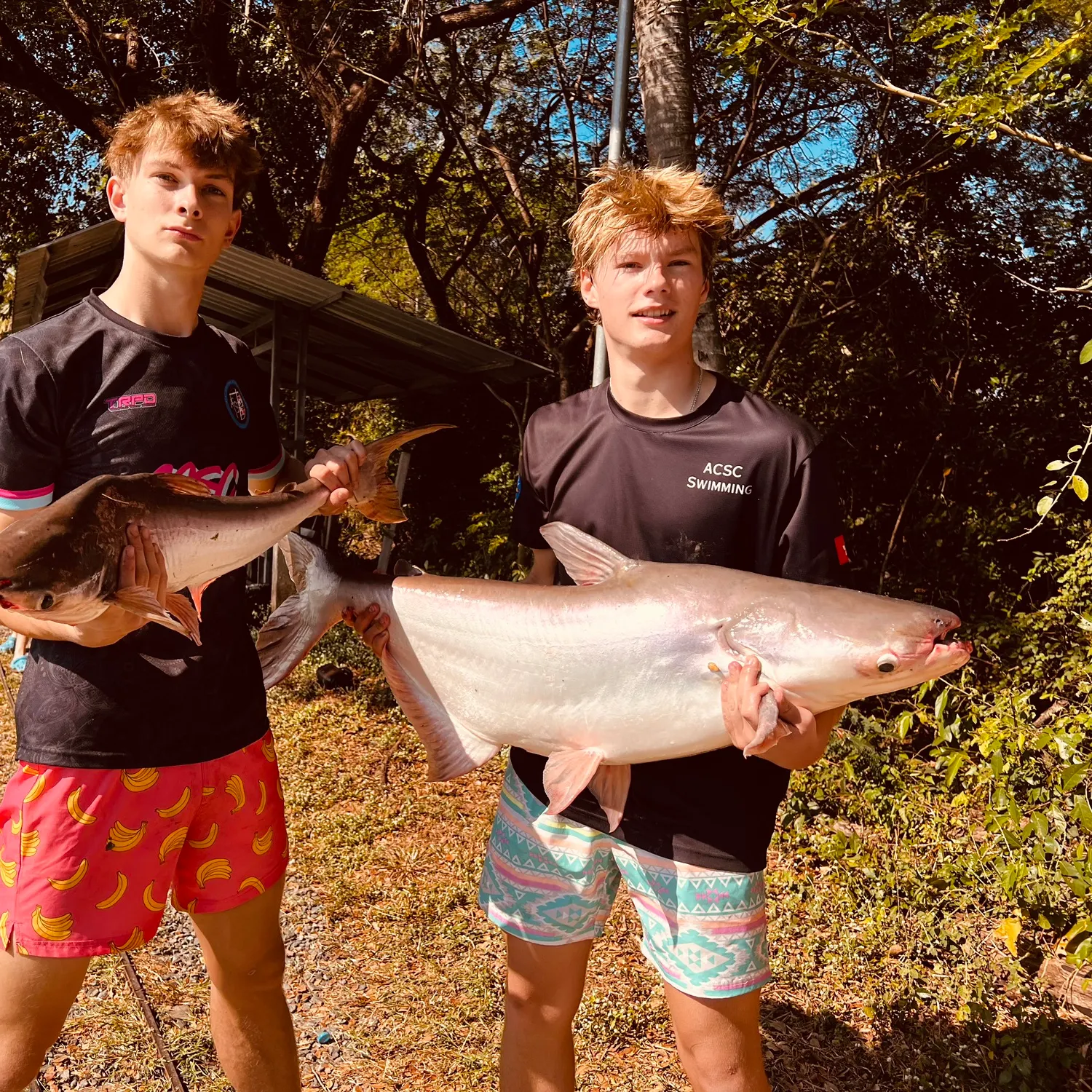 The most recent Striped catfish catches on Fishbrain