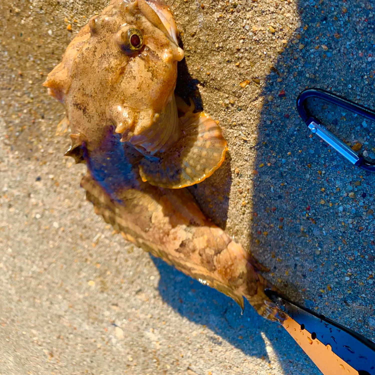 angler catch