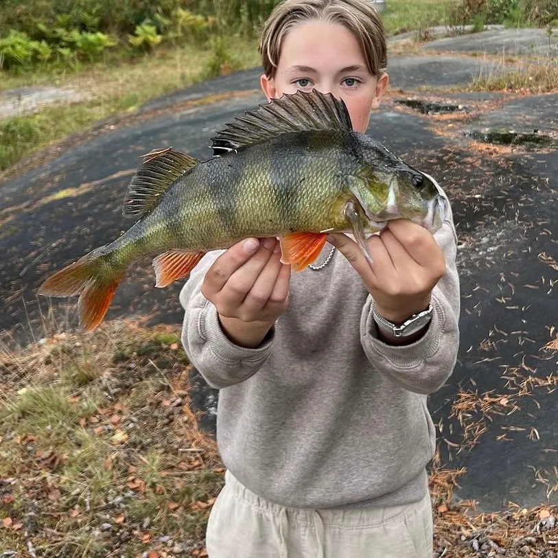European perch caught on Fishbrain