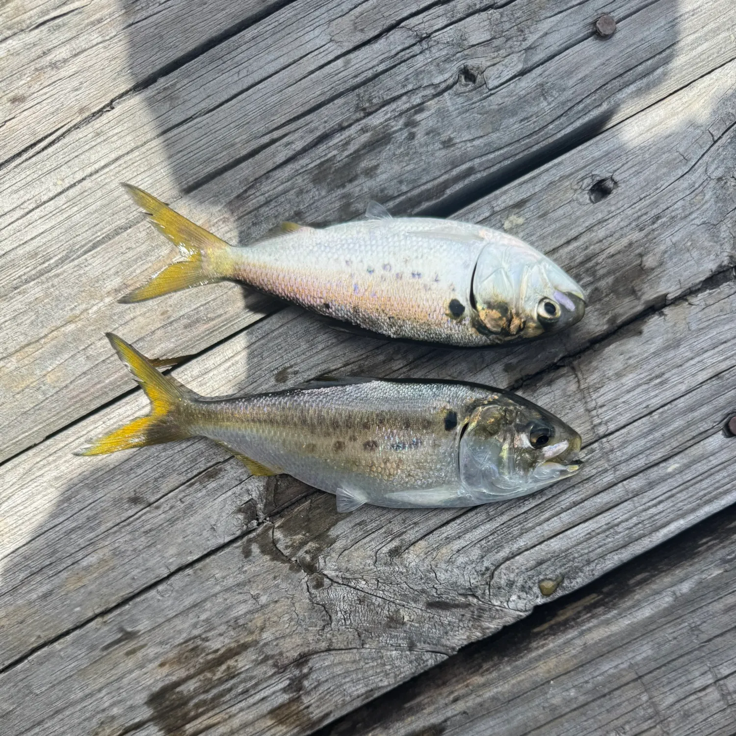 The most recent Atlantic menhaden catches on Fishbrain