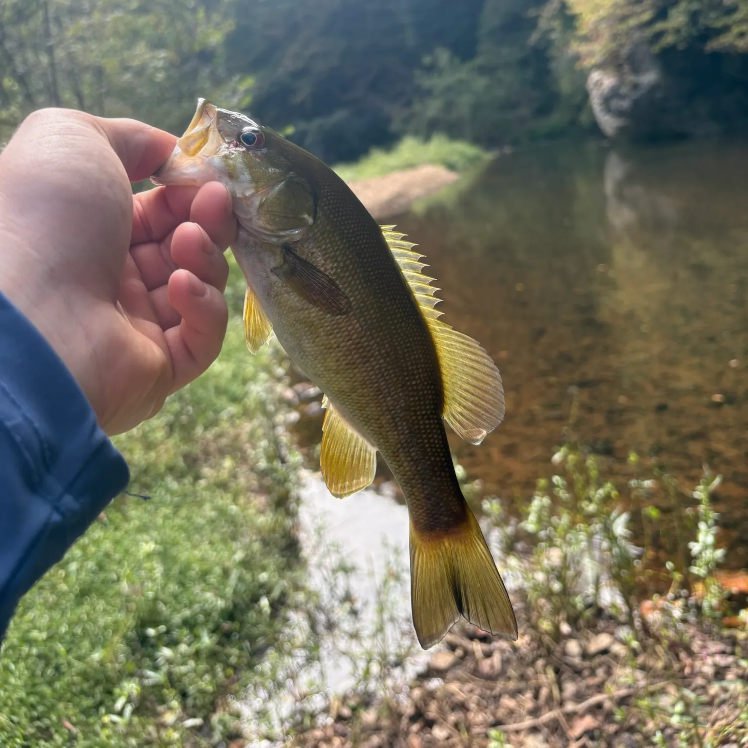 Smallmouth bass caught on Fishbrain