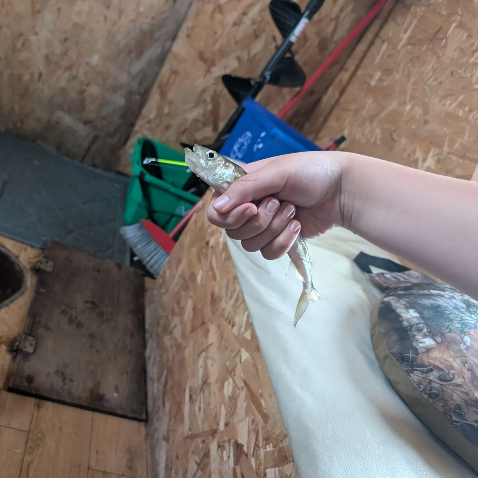 The most recent Surf smelt catches on Fishbrain