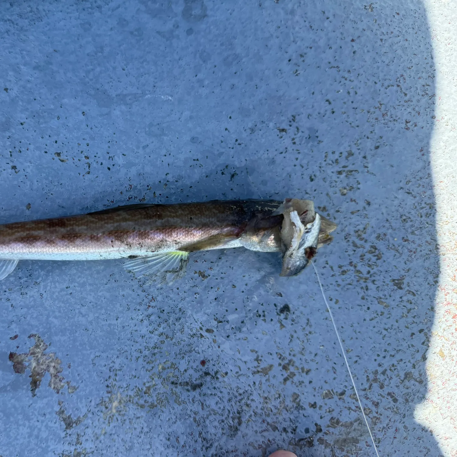 The most recent California lizardfish catches on Fishbrain