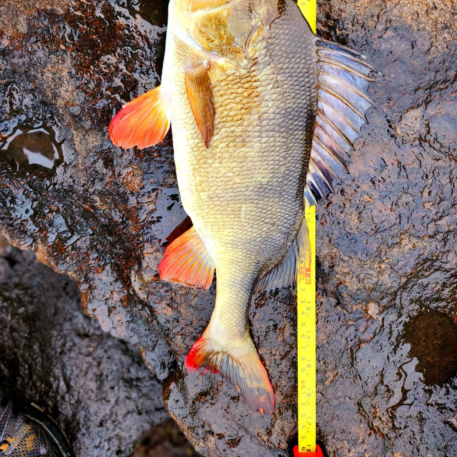 The most recent European perch catches on Fishbrain