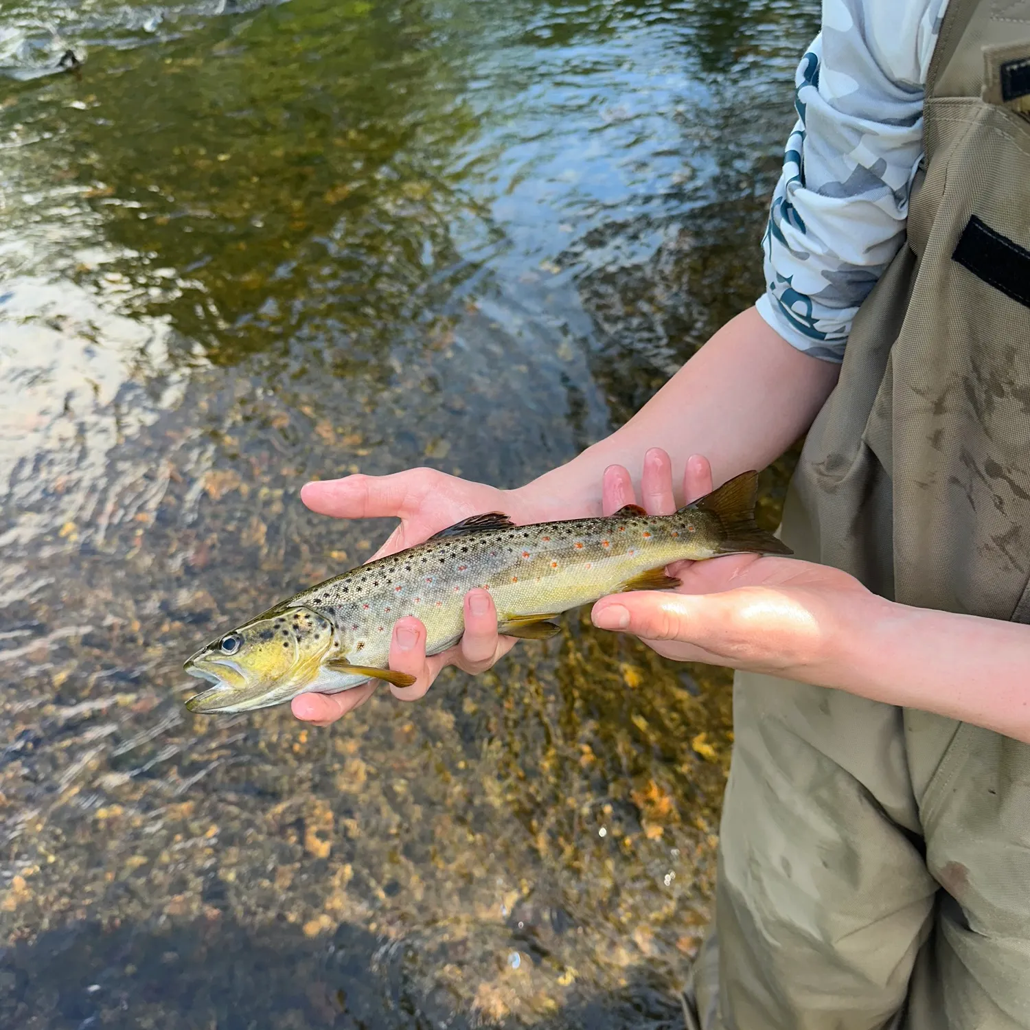 Brown trout caught on Fishbrain
