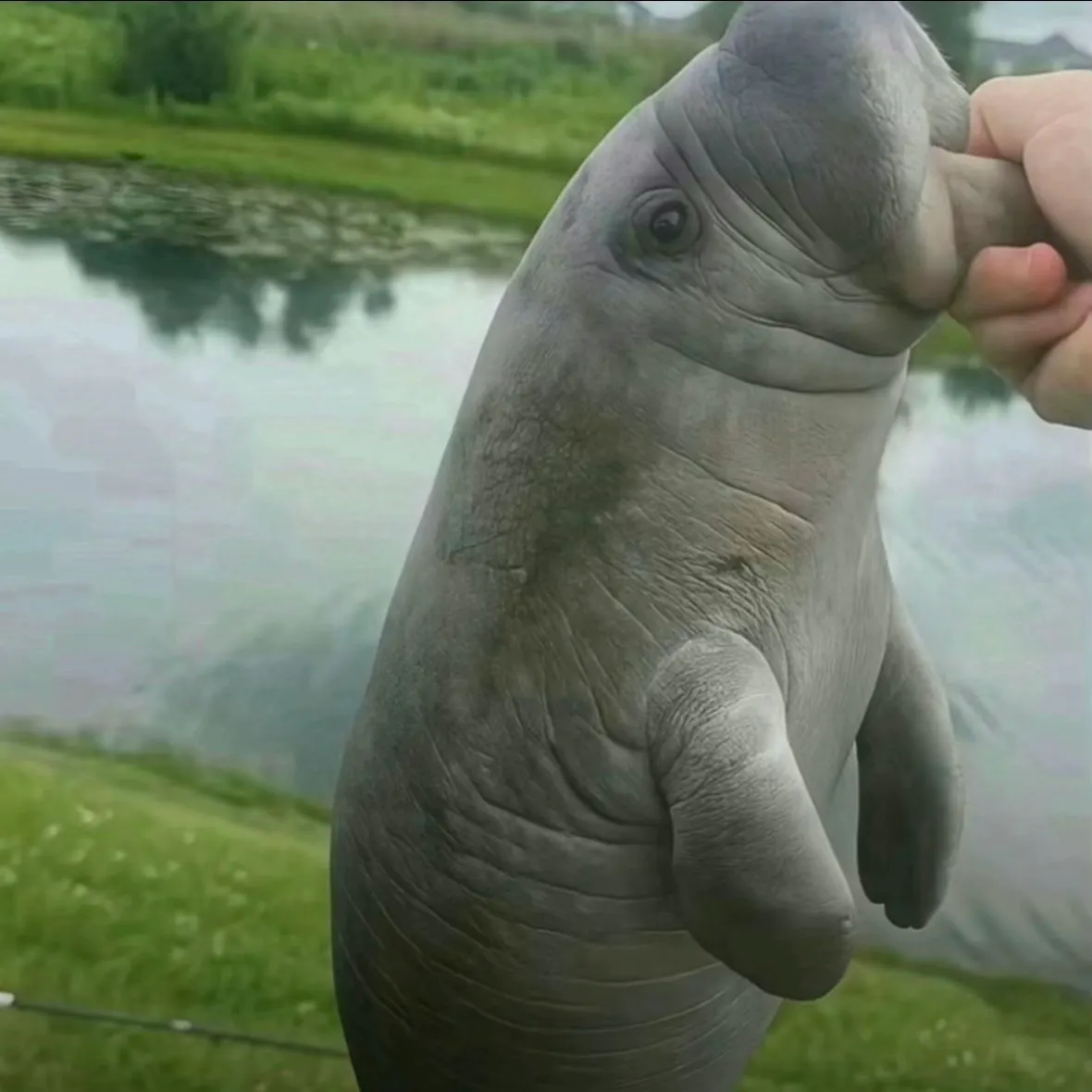 The most recent Guppy catches on Fishbrain