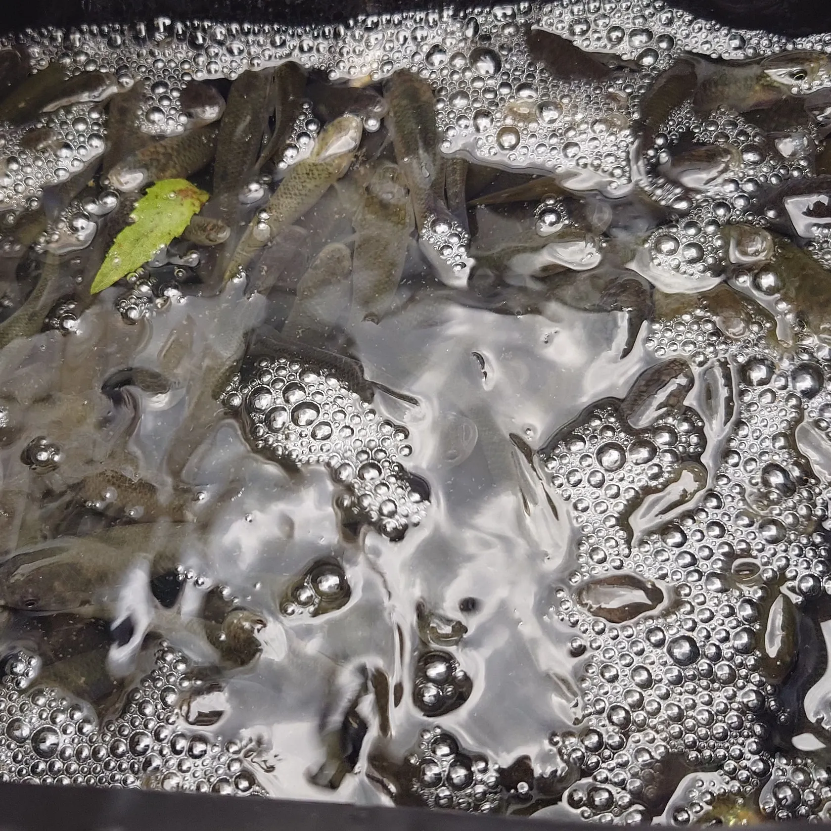 The most recent Mummichog catches on Fishbrain
