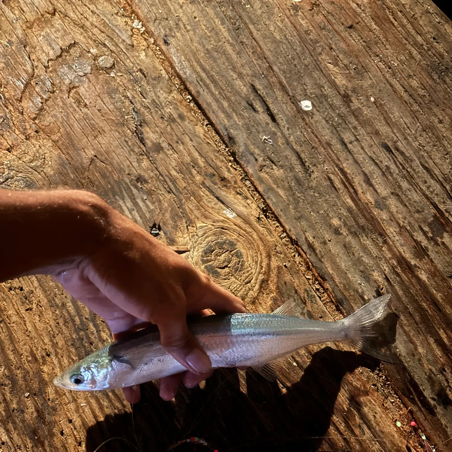 Surf smelt caught on Fishbrain