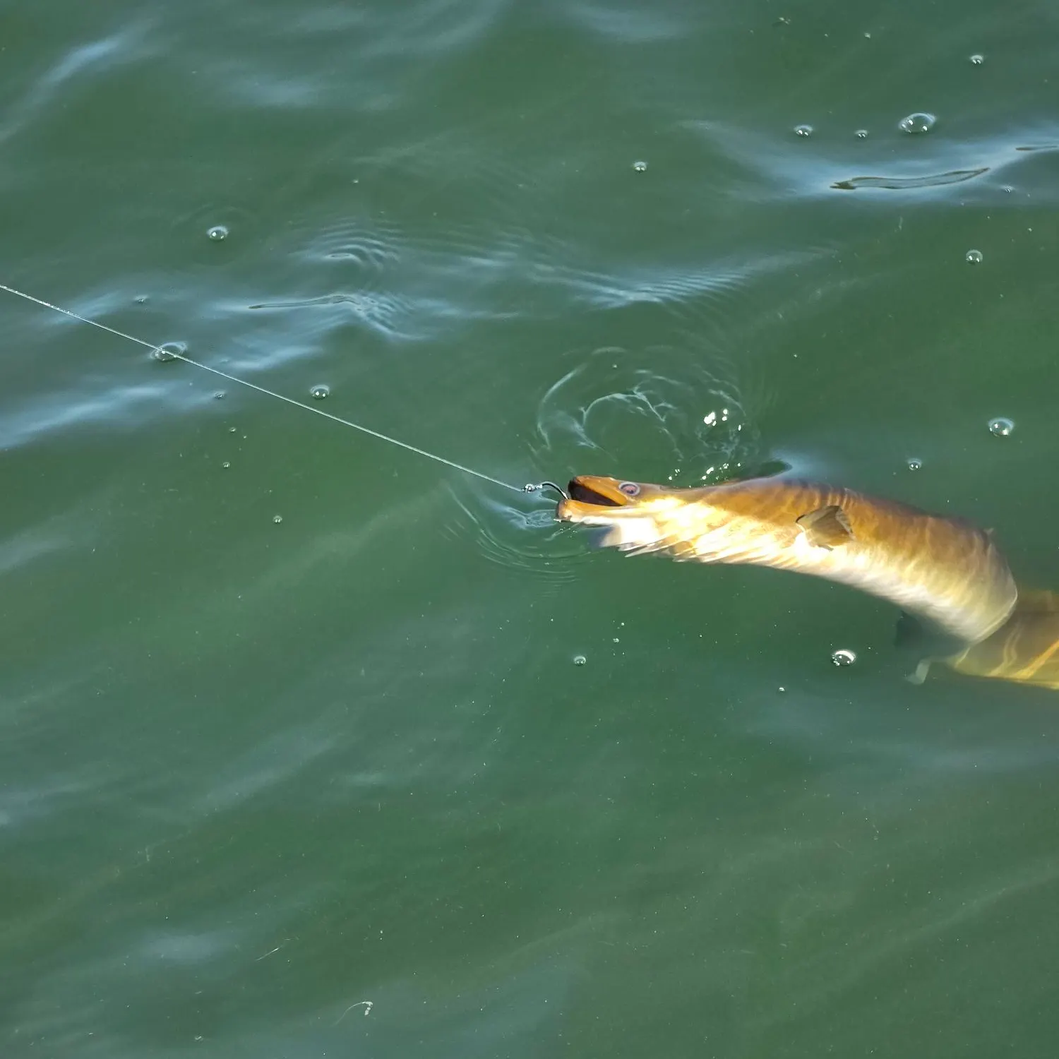 The most recent American eel catches on Fishbrain