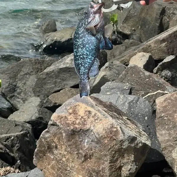 The most recent Speckled blue grouper catches on Fishbrain