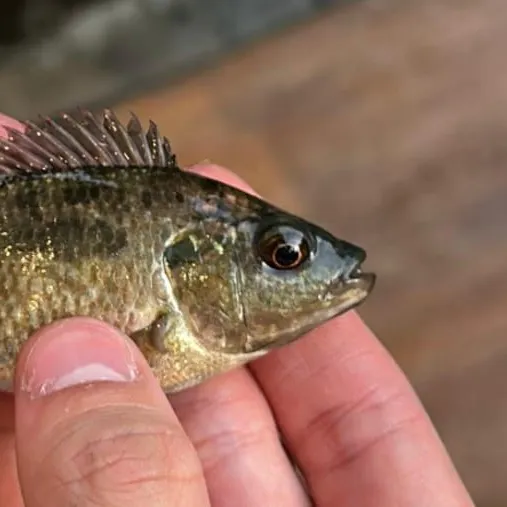 The most recent Longfin tilapia catches on Fishbrain