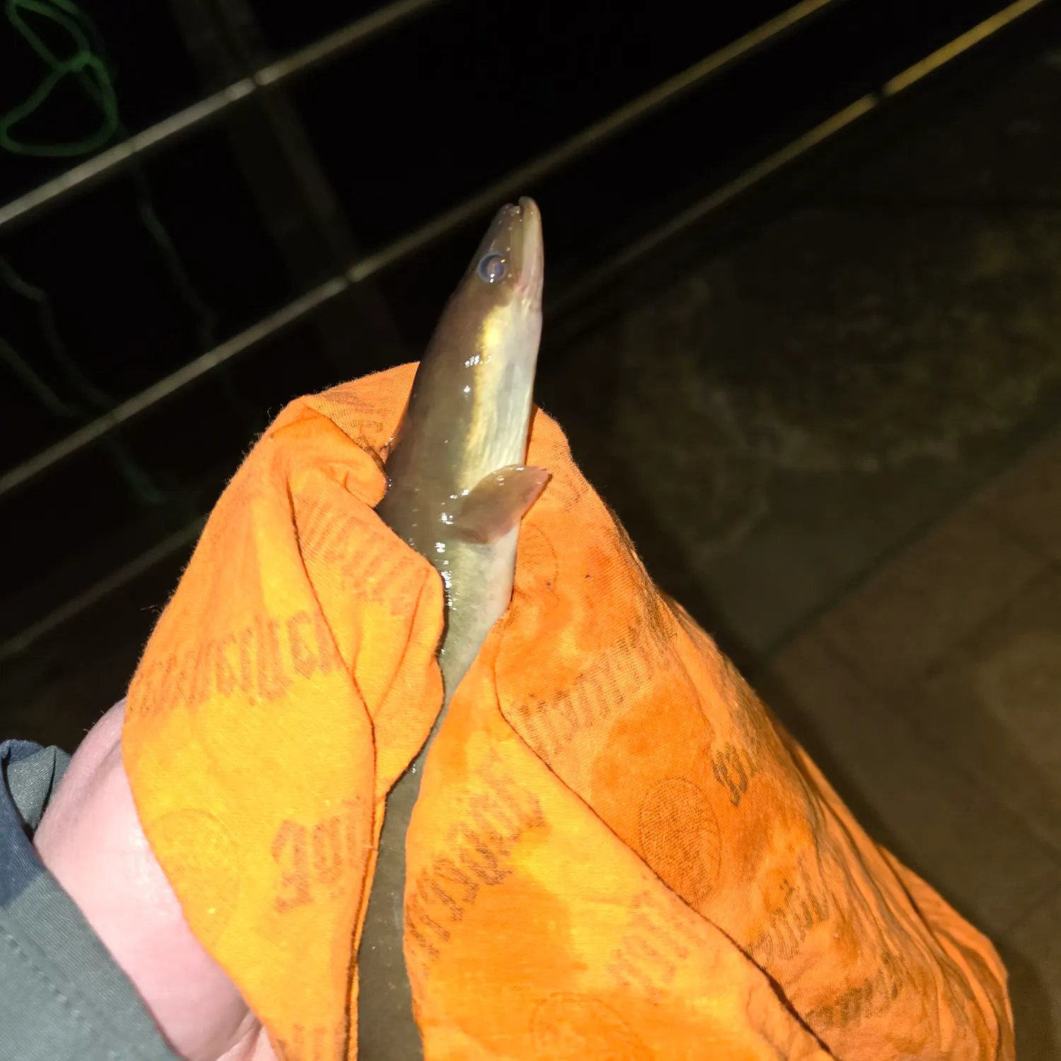 The most recent European eel catches on Fishbrain