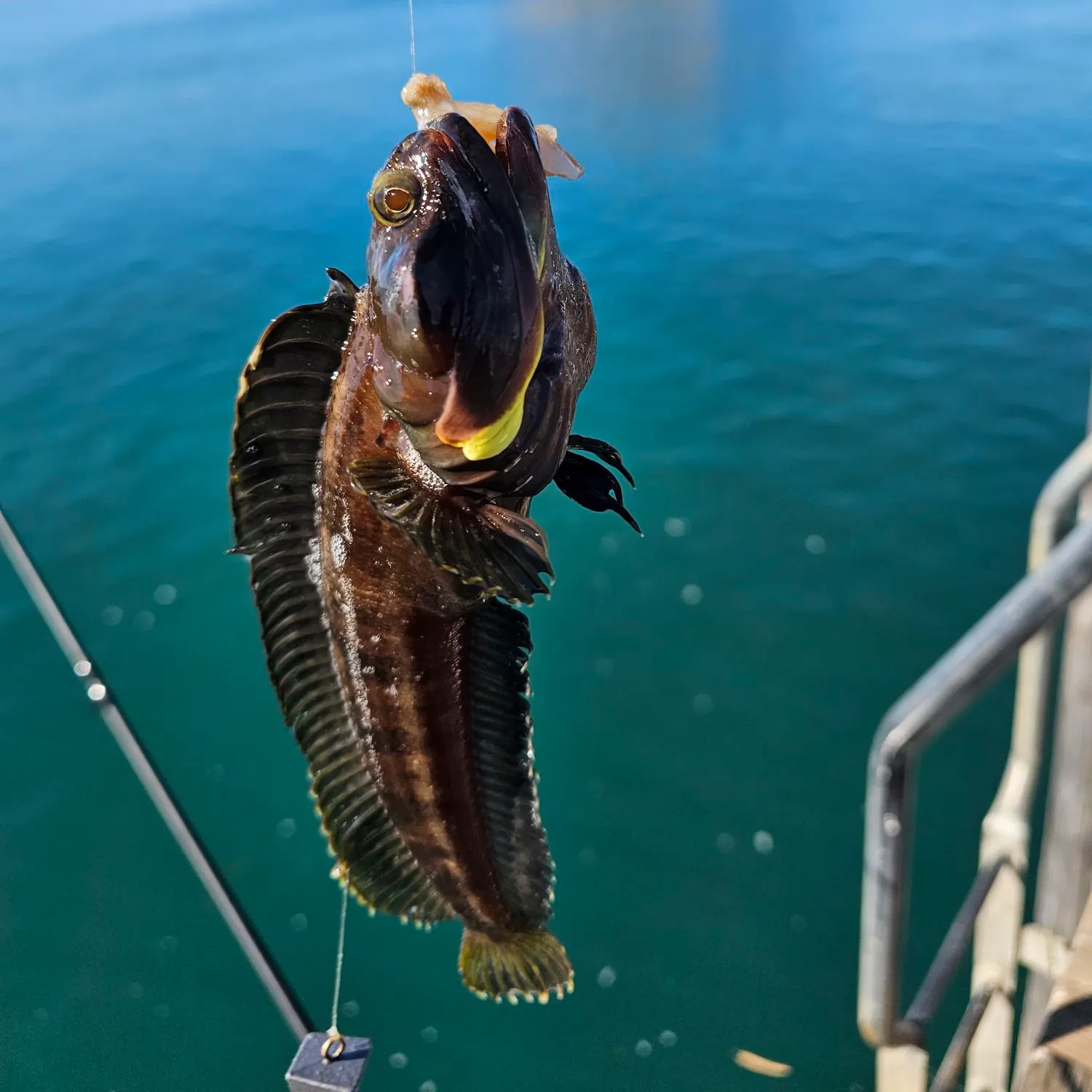 The most recent Onespot fringehead catches on Fishbrain