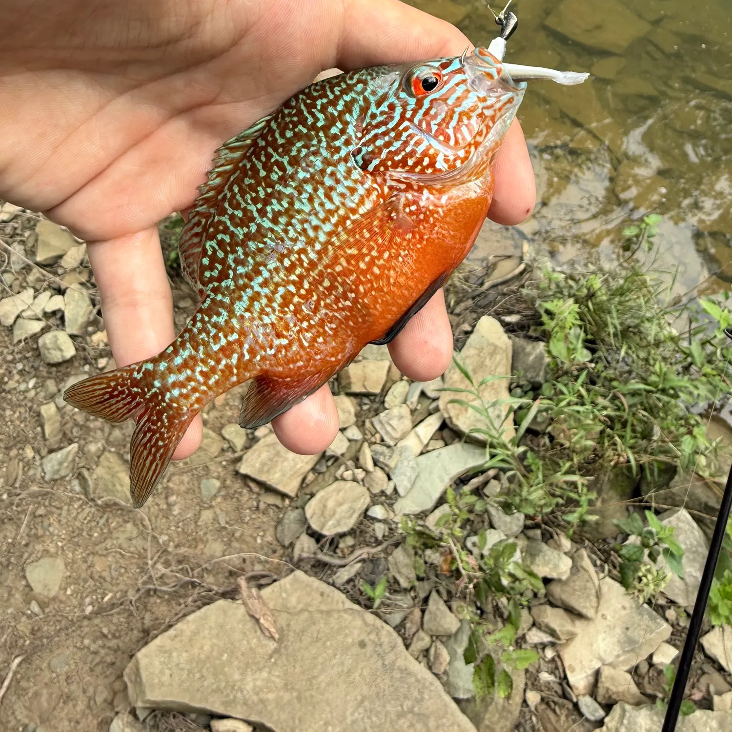 The most recent Orangespotted sunfish catches on Fishbrain