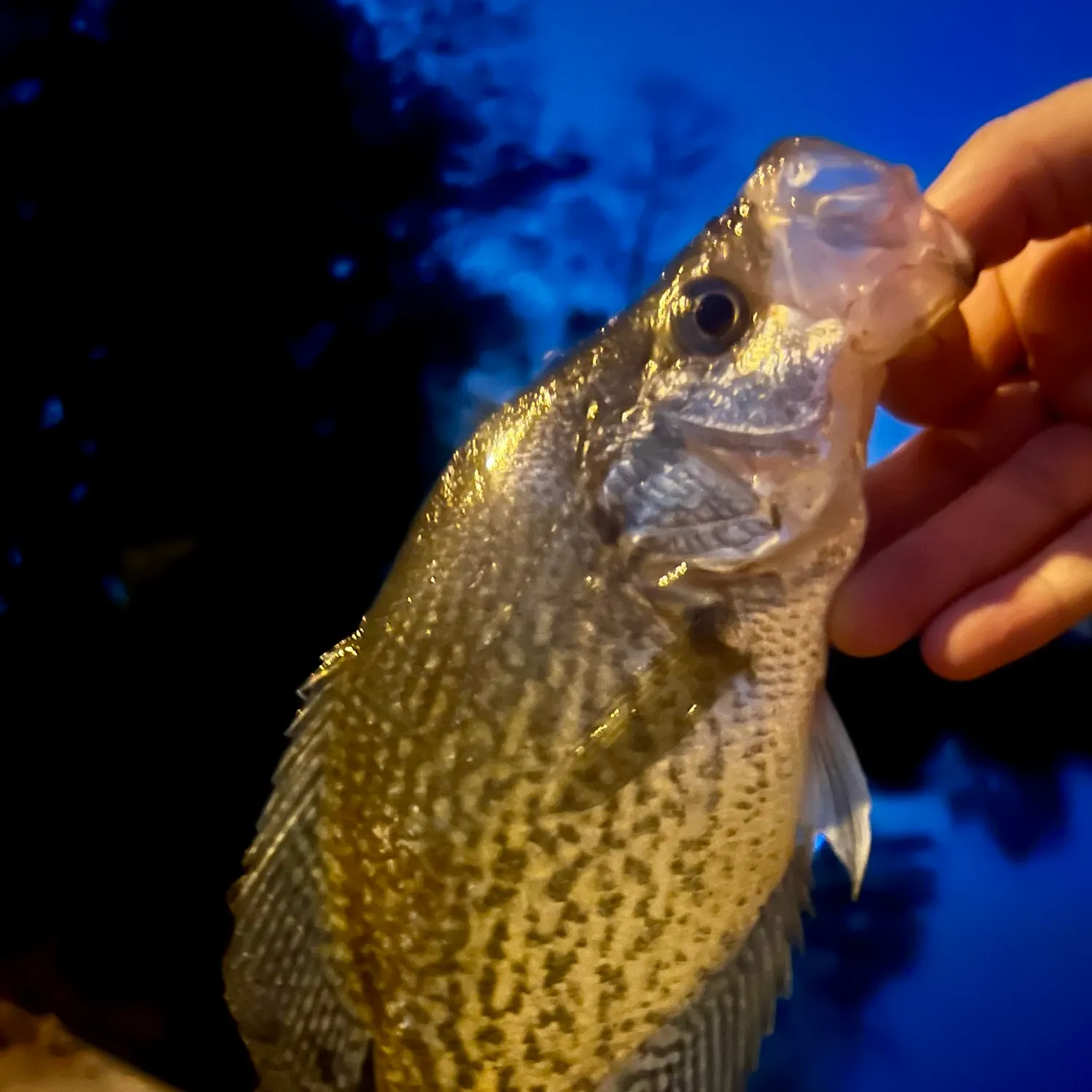 Black crappie caught on Fishbrain