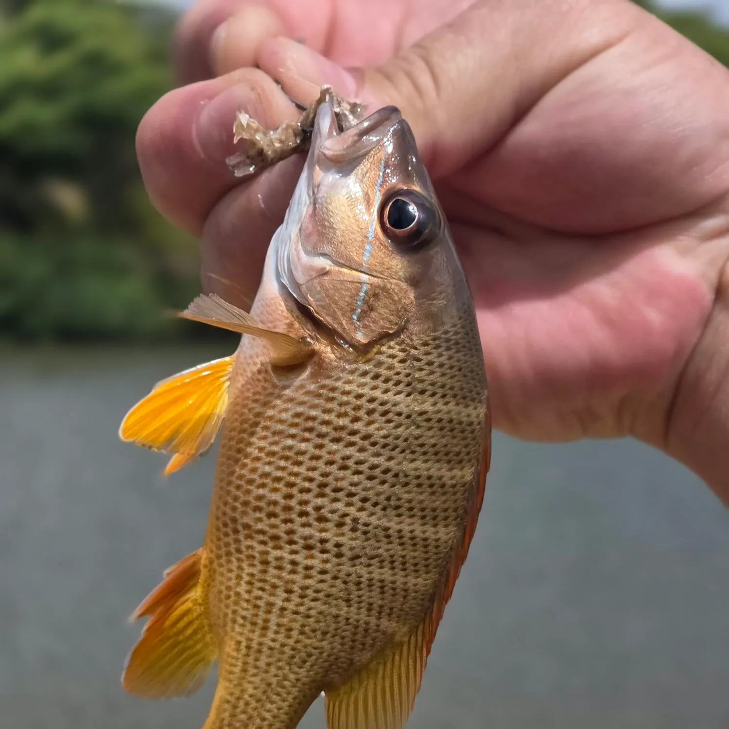 most liked catch image