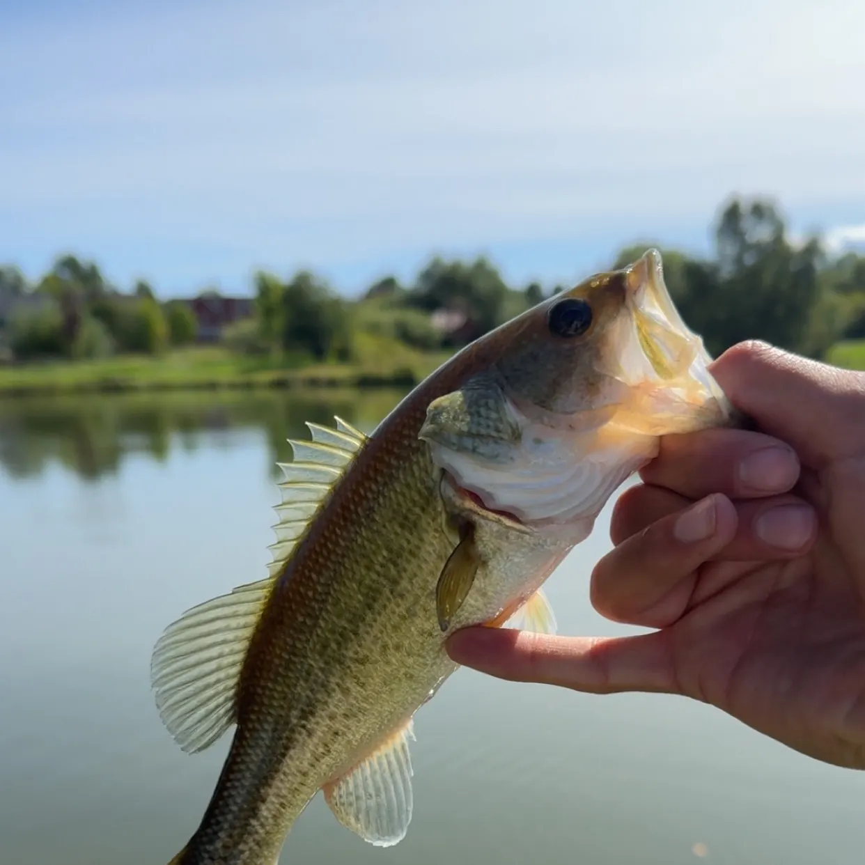 Largemouth bass caught on Fishbrain