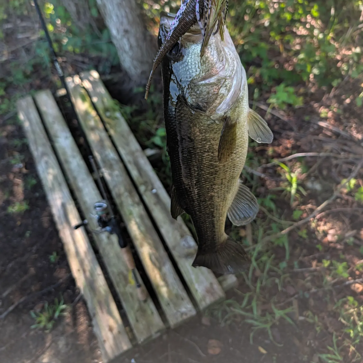Largemouth bass caught on Fishbrain
