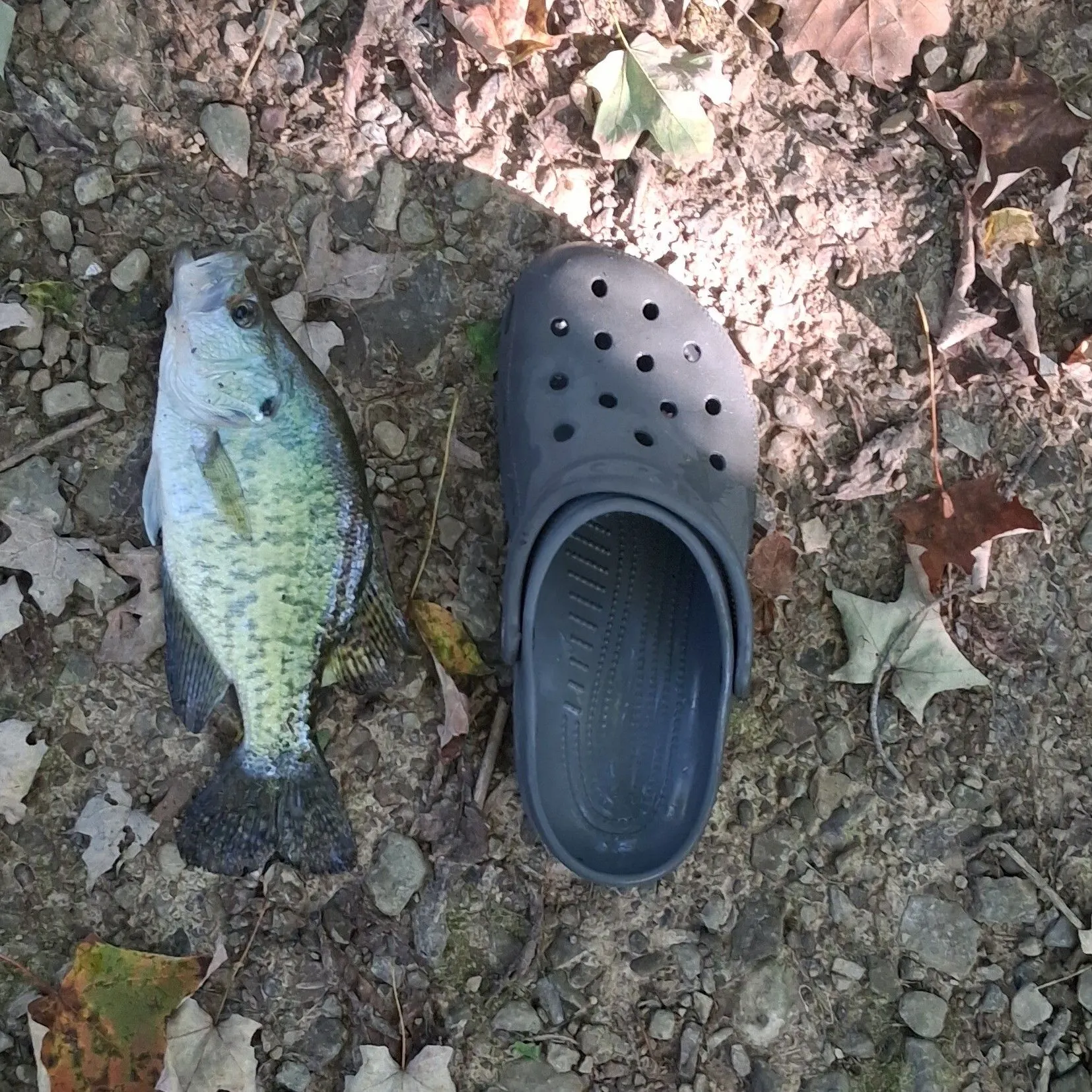 White crappie caught on Fishbrain