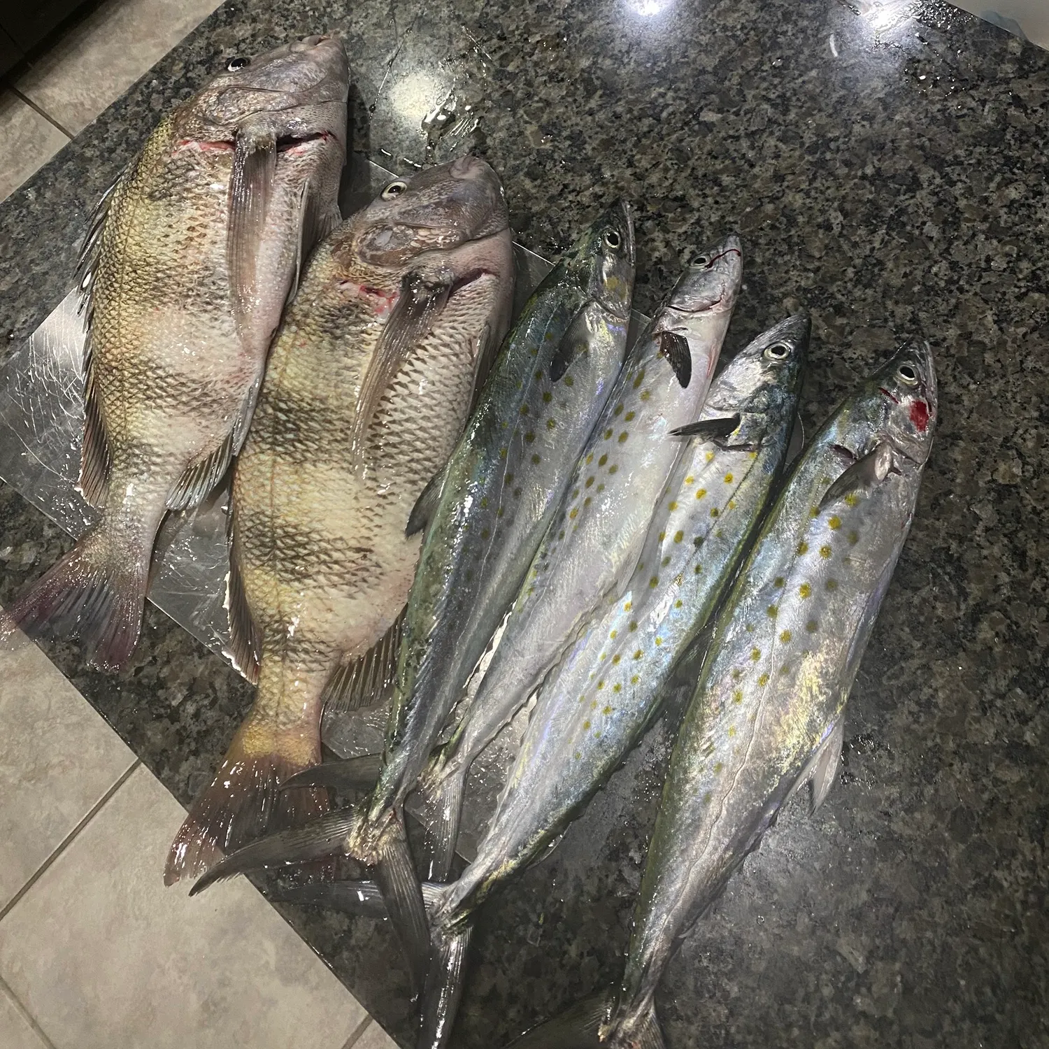 recently logged catches