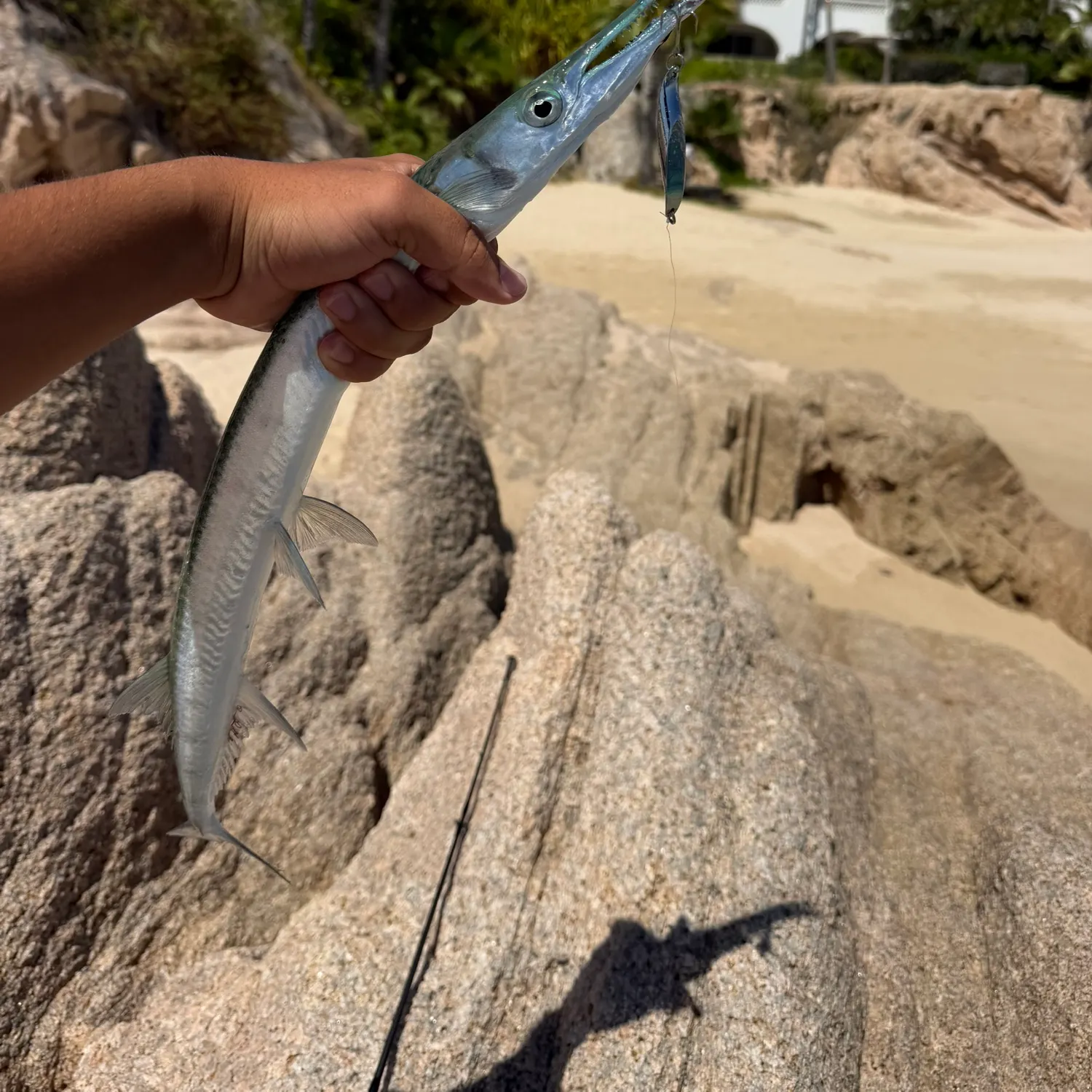 The most recent Mexican needlefish catches on Fishbrain