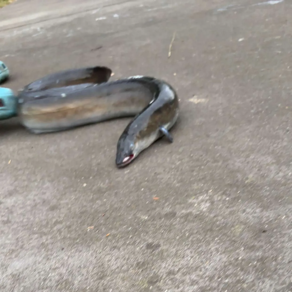 The most recent New Zealand longfin eel catches on Fishbrain