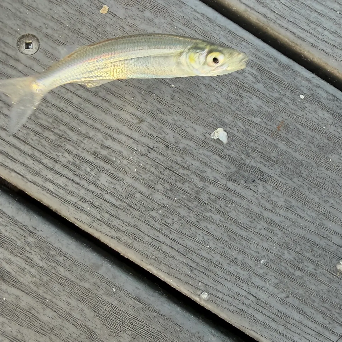 Jack silverside caught on Fishbrain