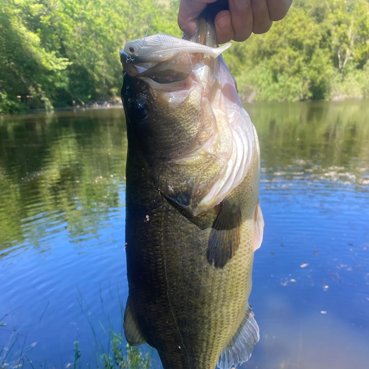 angler catch