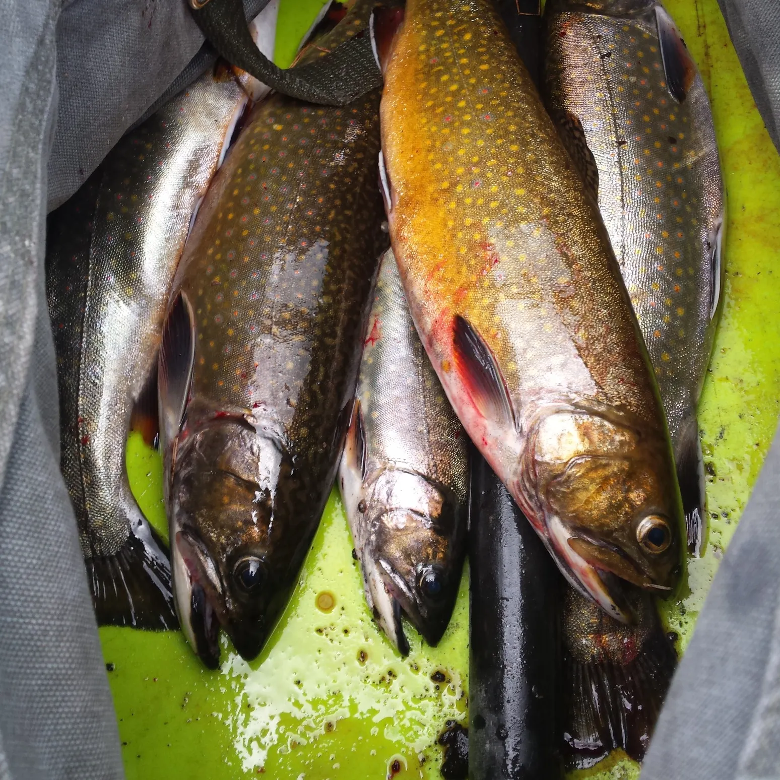 recently logged catches