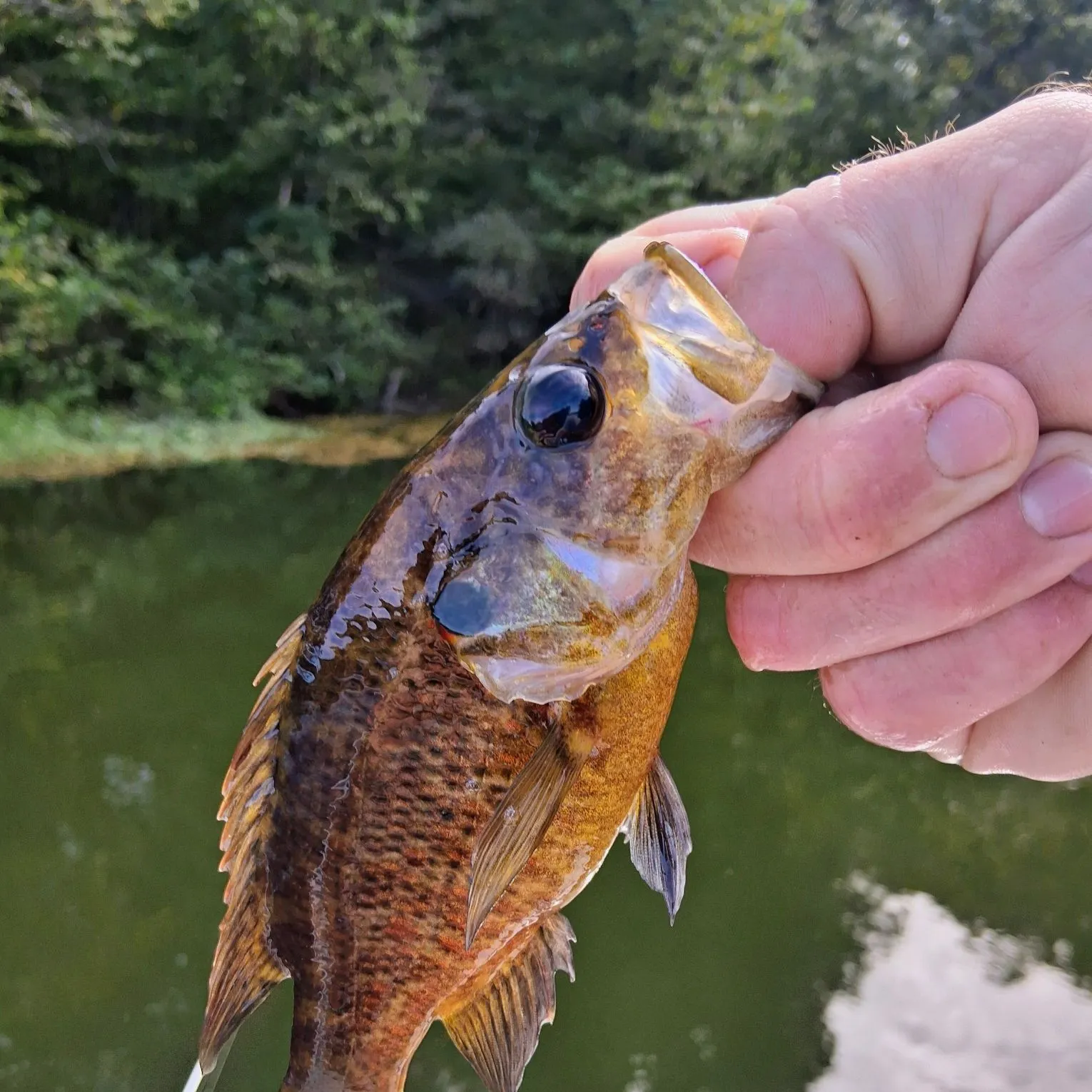 Warmouth caught on Fishbrain