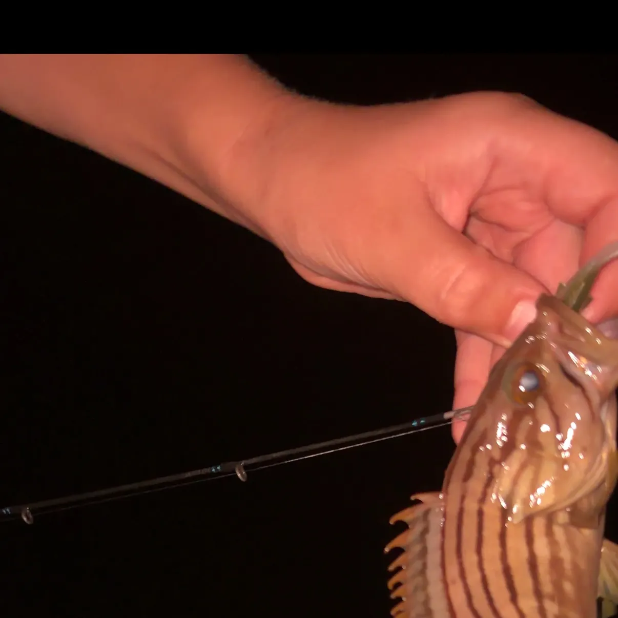 The most recent Goldblotched grouper catches on Fishbrain