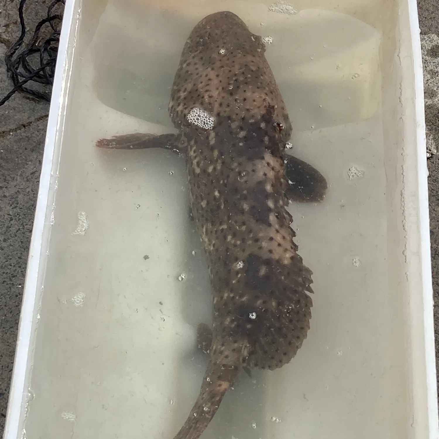 The most recent Malabar grouper catches on Fishbrain