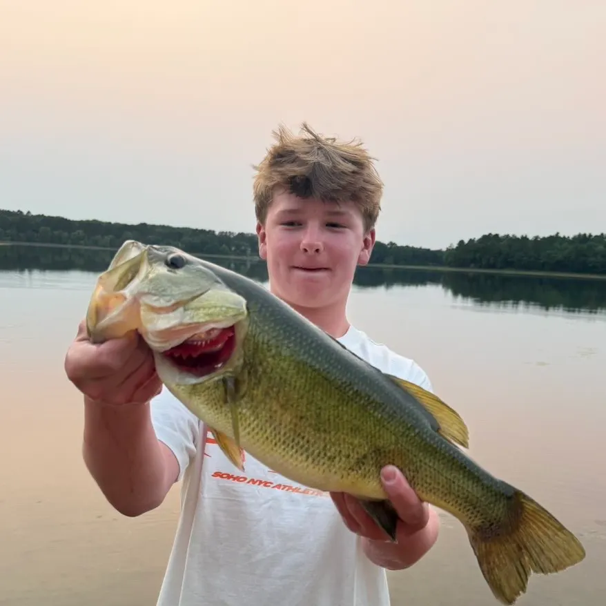 Largemouth bass caught on Fishbrain