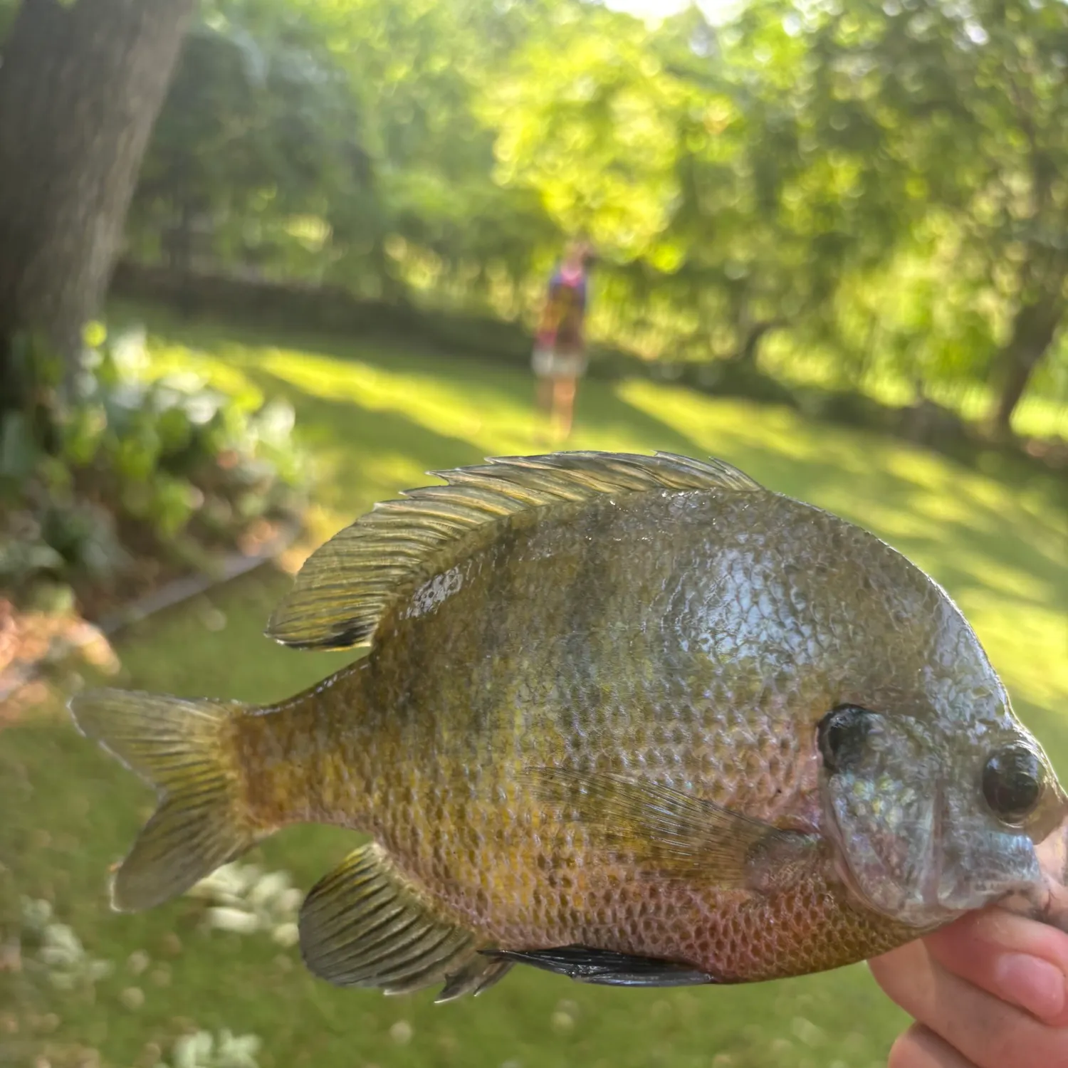 Fish caught on Fishbrain