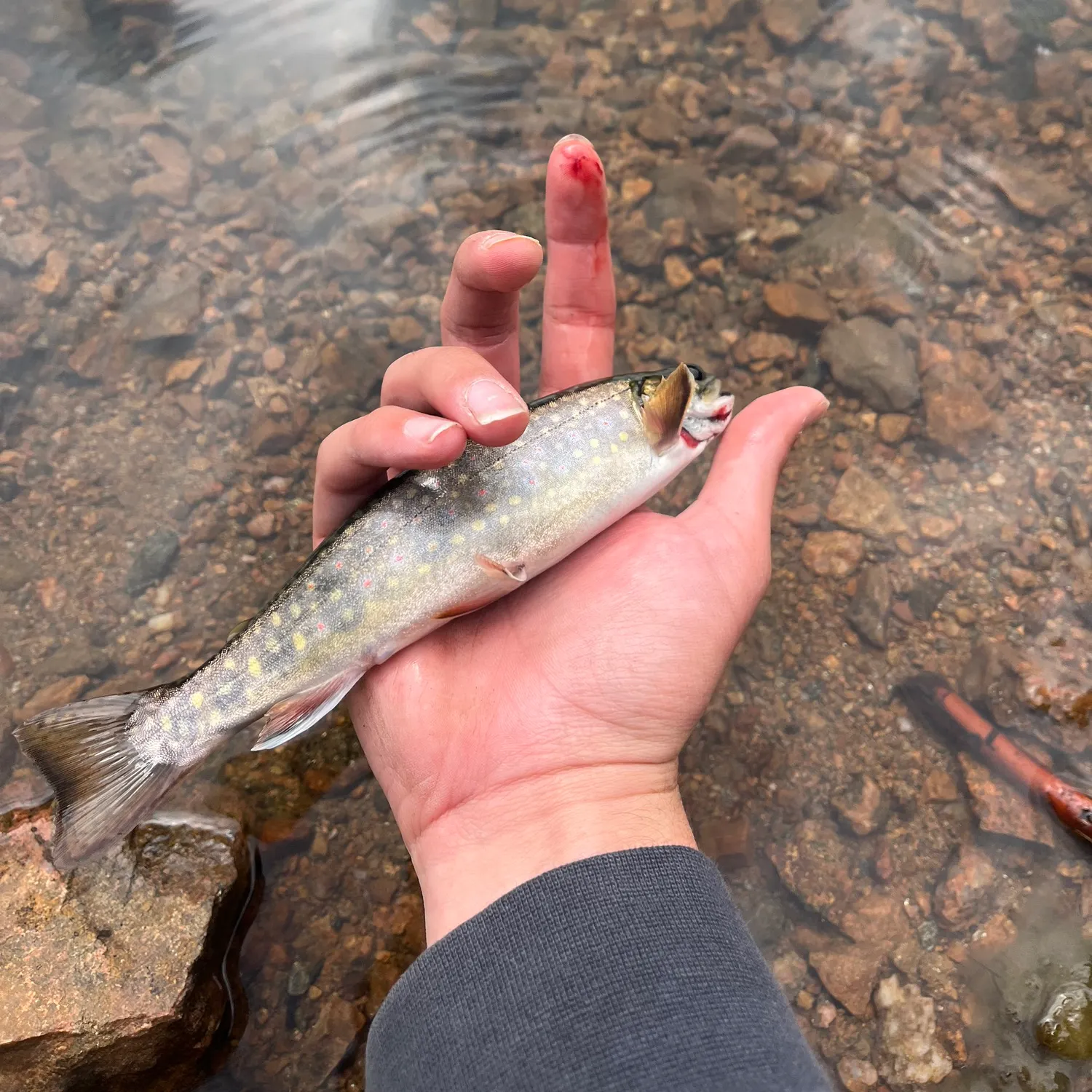 Brook trout caught on Fishbrain