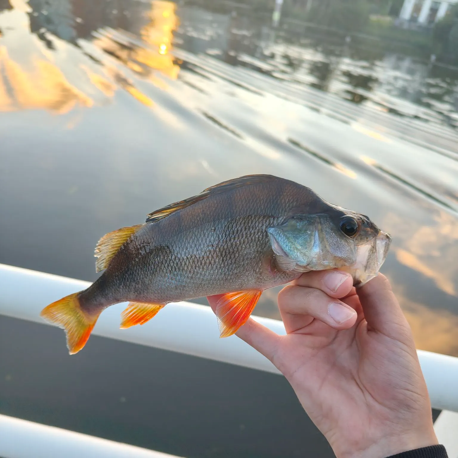 European perch caught on Fishbrain