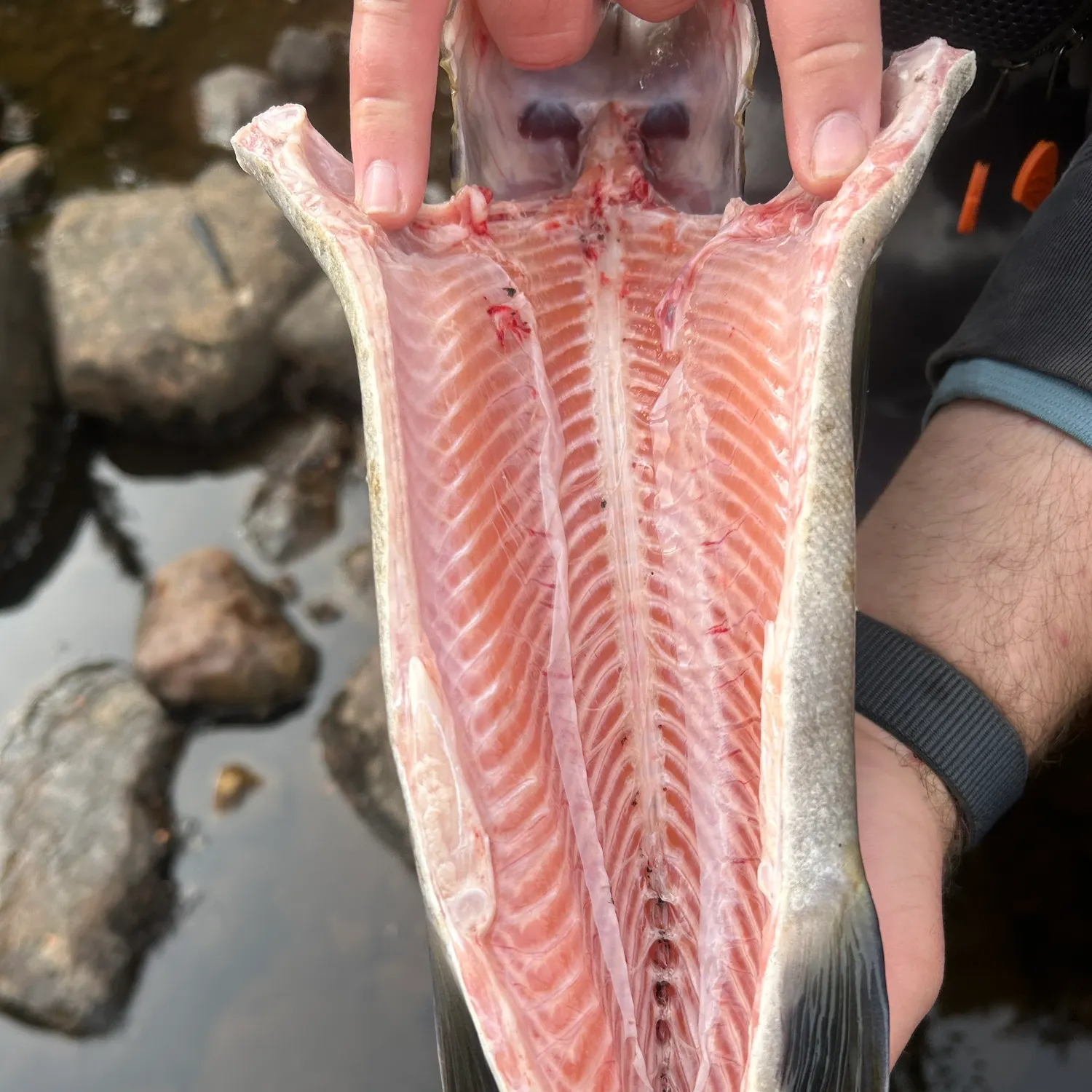 Landlocked atlantic salmon caught on Fishbrain