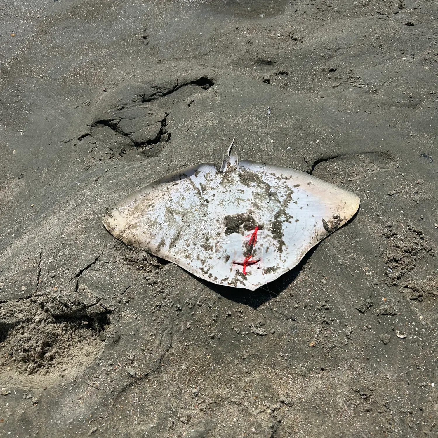 The most recent Smooth butterfly ray catches on Fishbrain