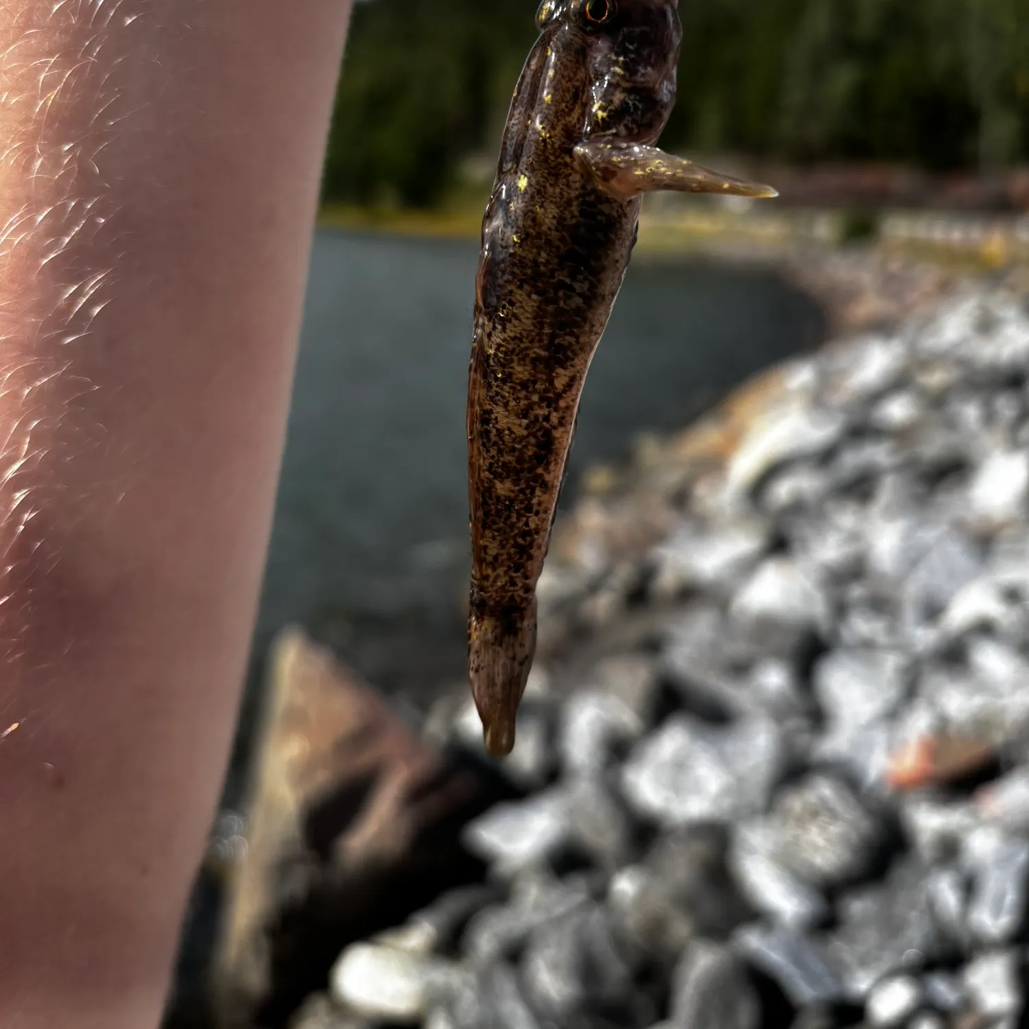 Black goby caught on Fishbrain