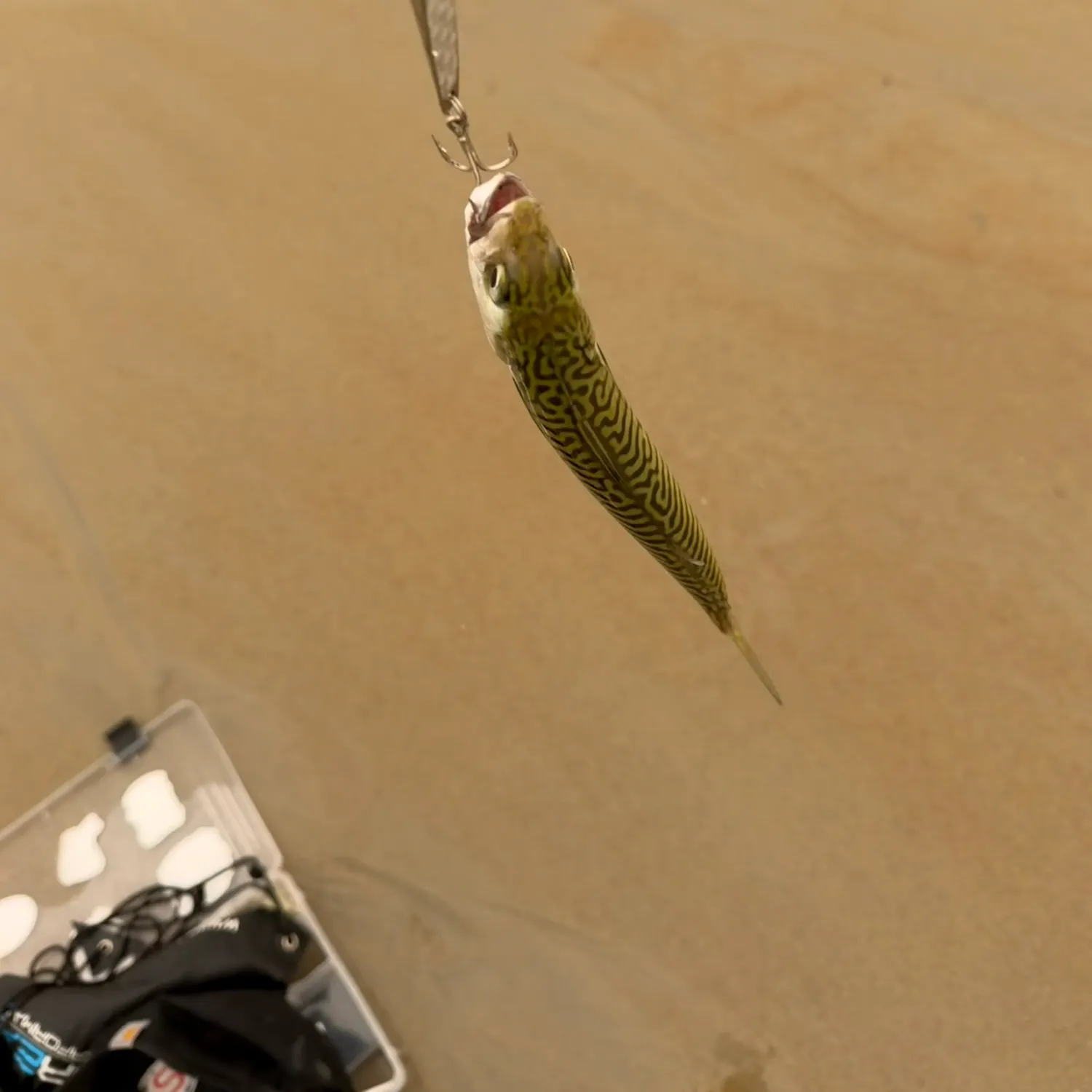recently logged catches