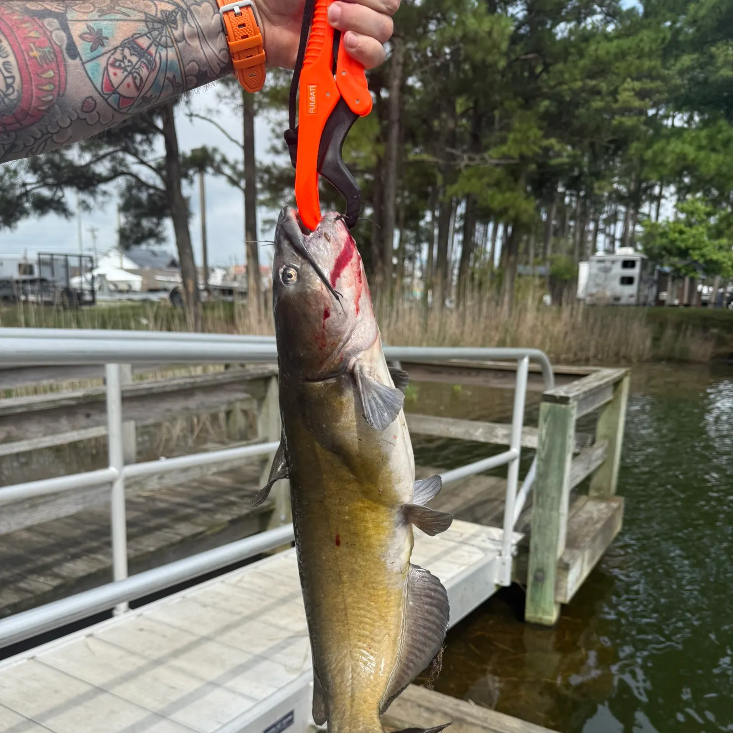 recently logged catches