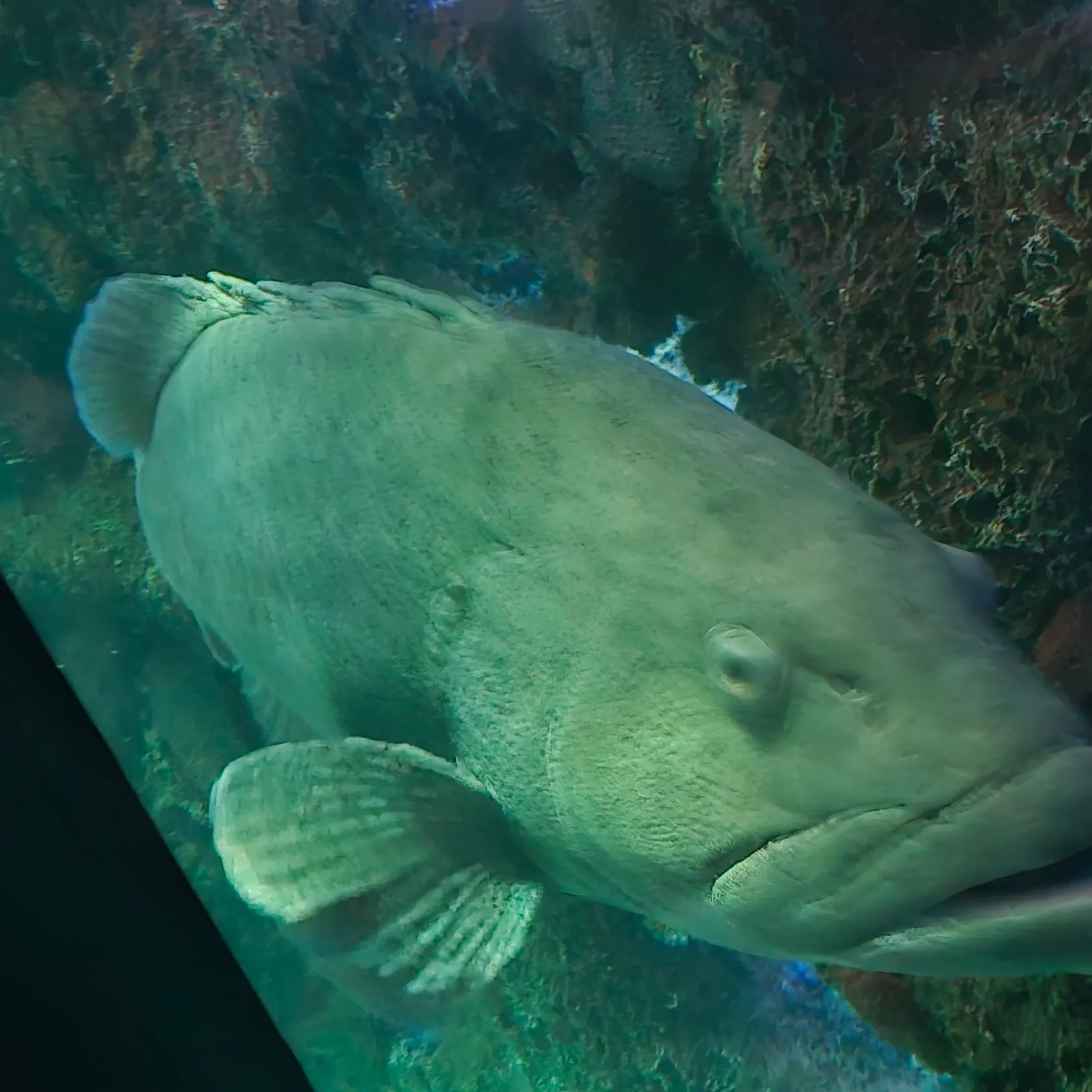 The most recent Giant grouper catches on Fishbrain
