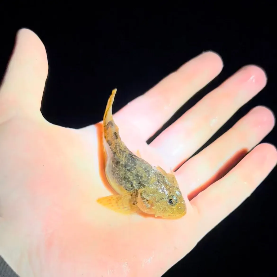 The most recent Grubby sculpin catches on Fishbrain