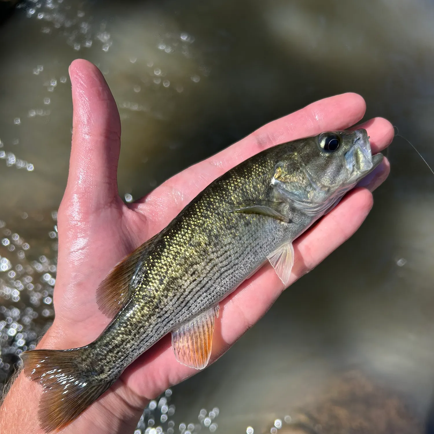 The most recent Altamaha bass catches on Fishbrain