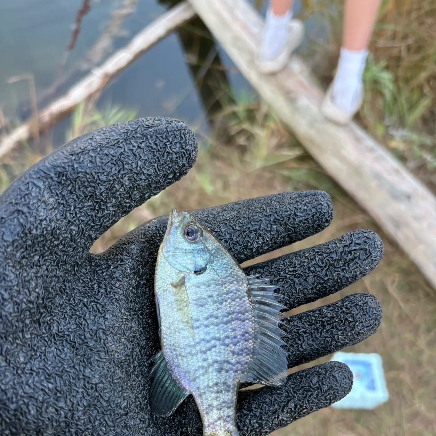 Fish caught on Fishbrain