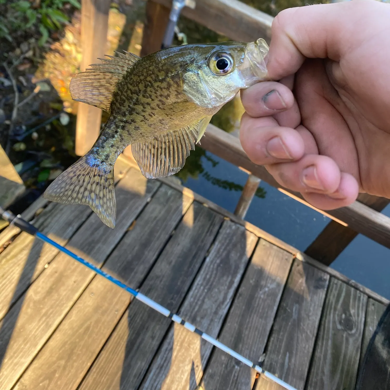 Black crappie caught on Fishbrain