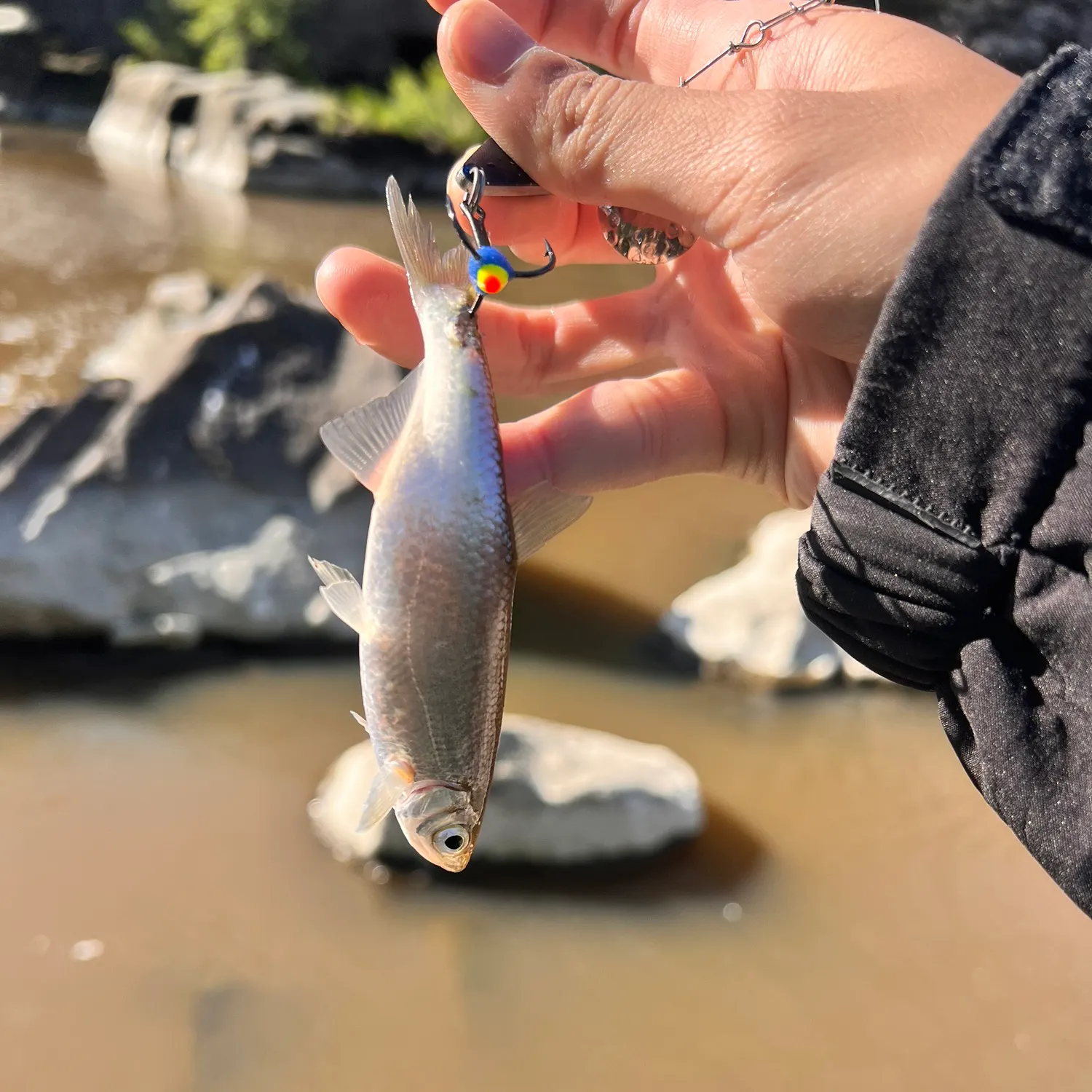 The most recent European smelt catches on Fishbrain