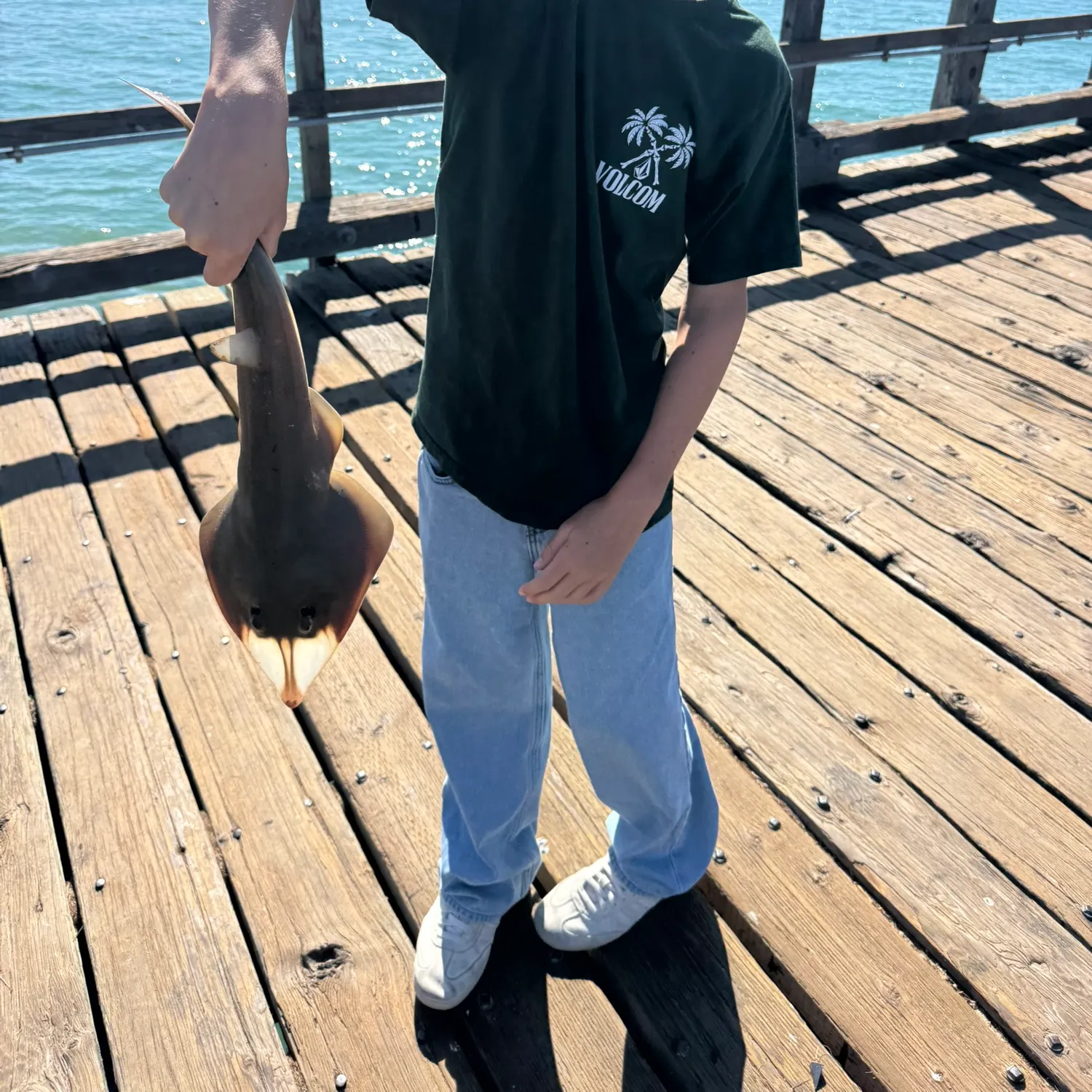 Haller's round ray caught on Fishbrain